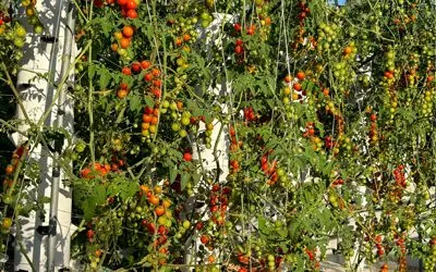 Growing Tomatoes on a Tower Garden: Determinate or Indeterminate?