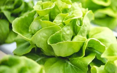 List of Acronyms Related to Hydroponics & CEA