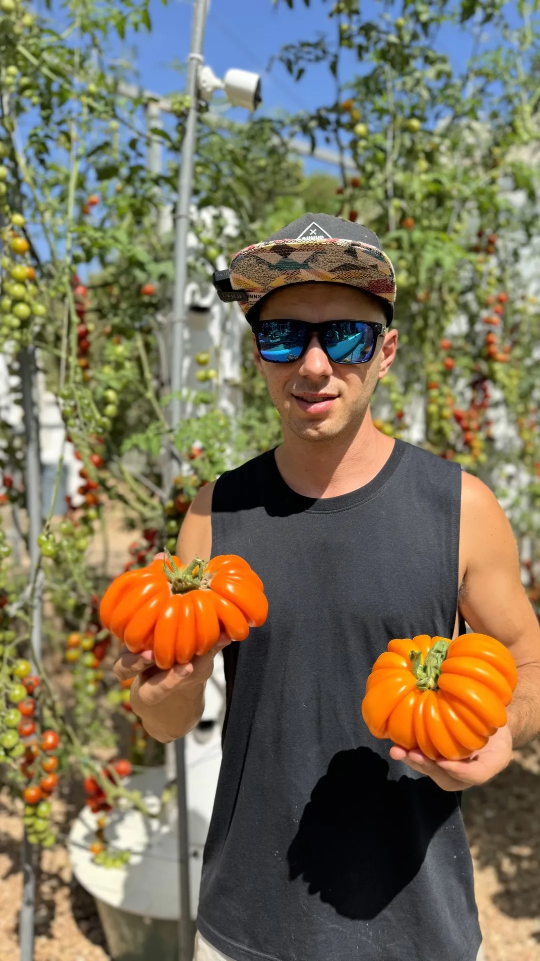 indeterminate-tomatoes