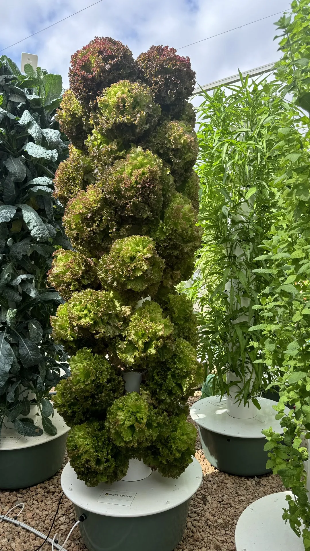 lettuce-vertical-farming