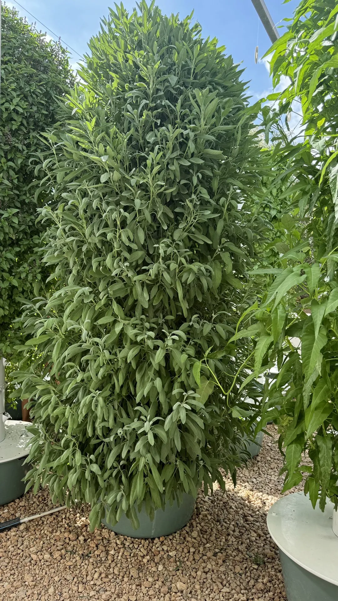 sage-vertical-farming