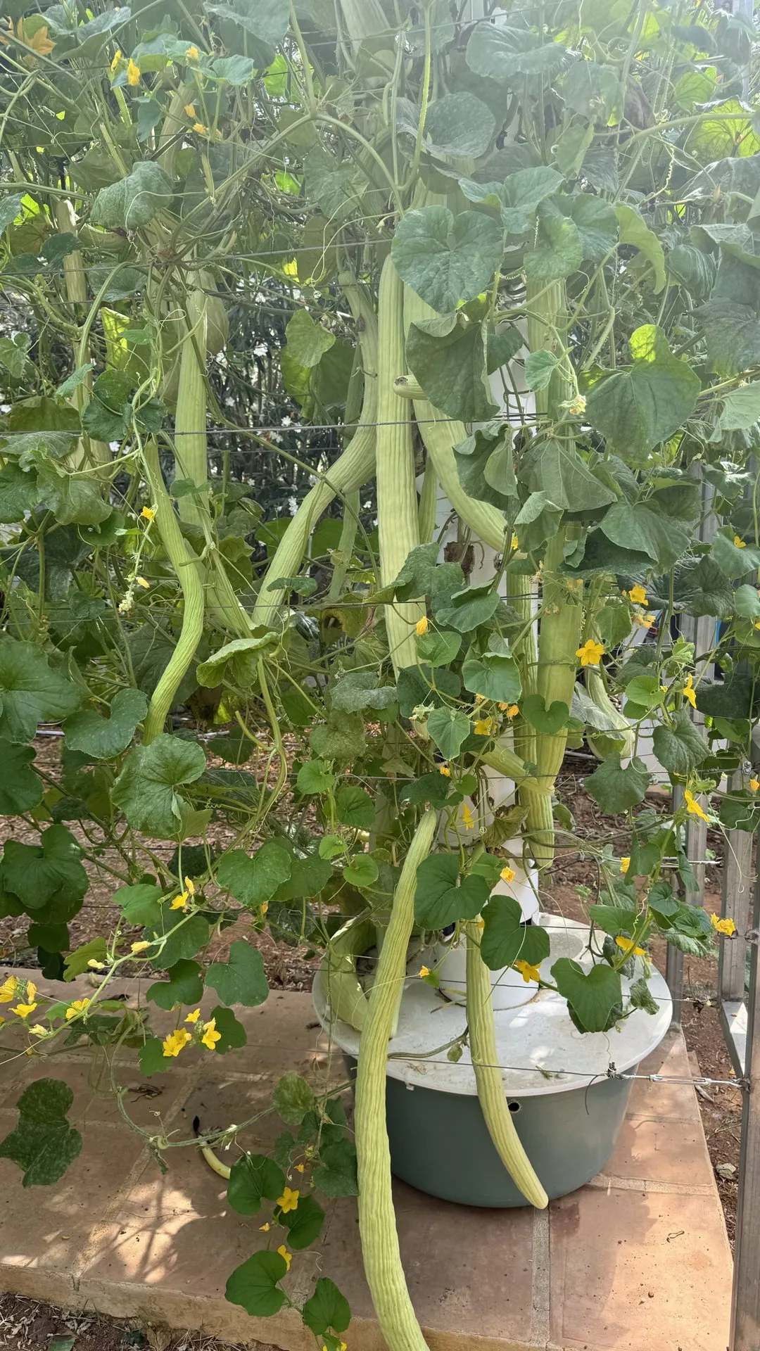 snake-bean-gourds