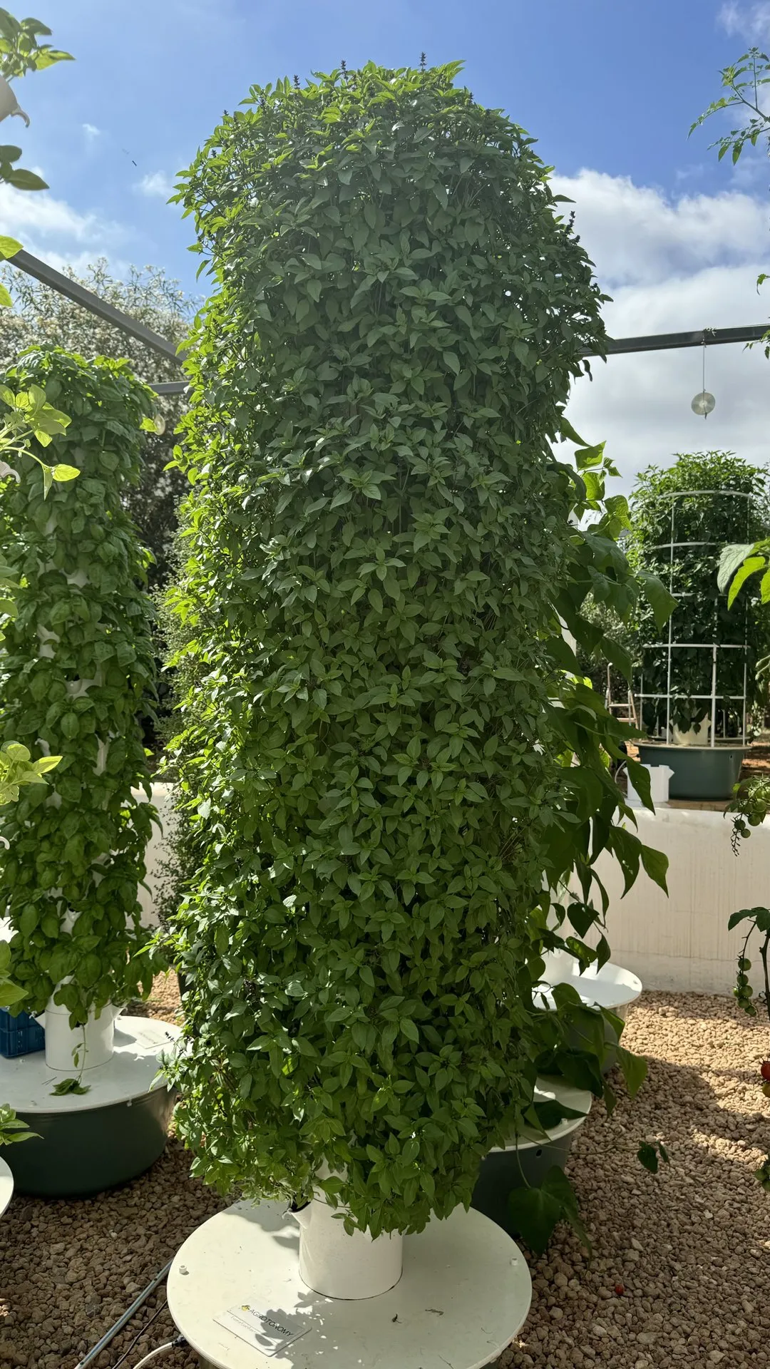 thai-basil-vertical-farming