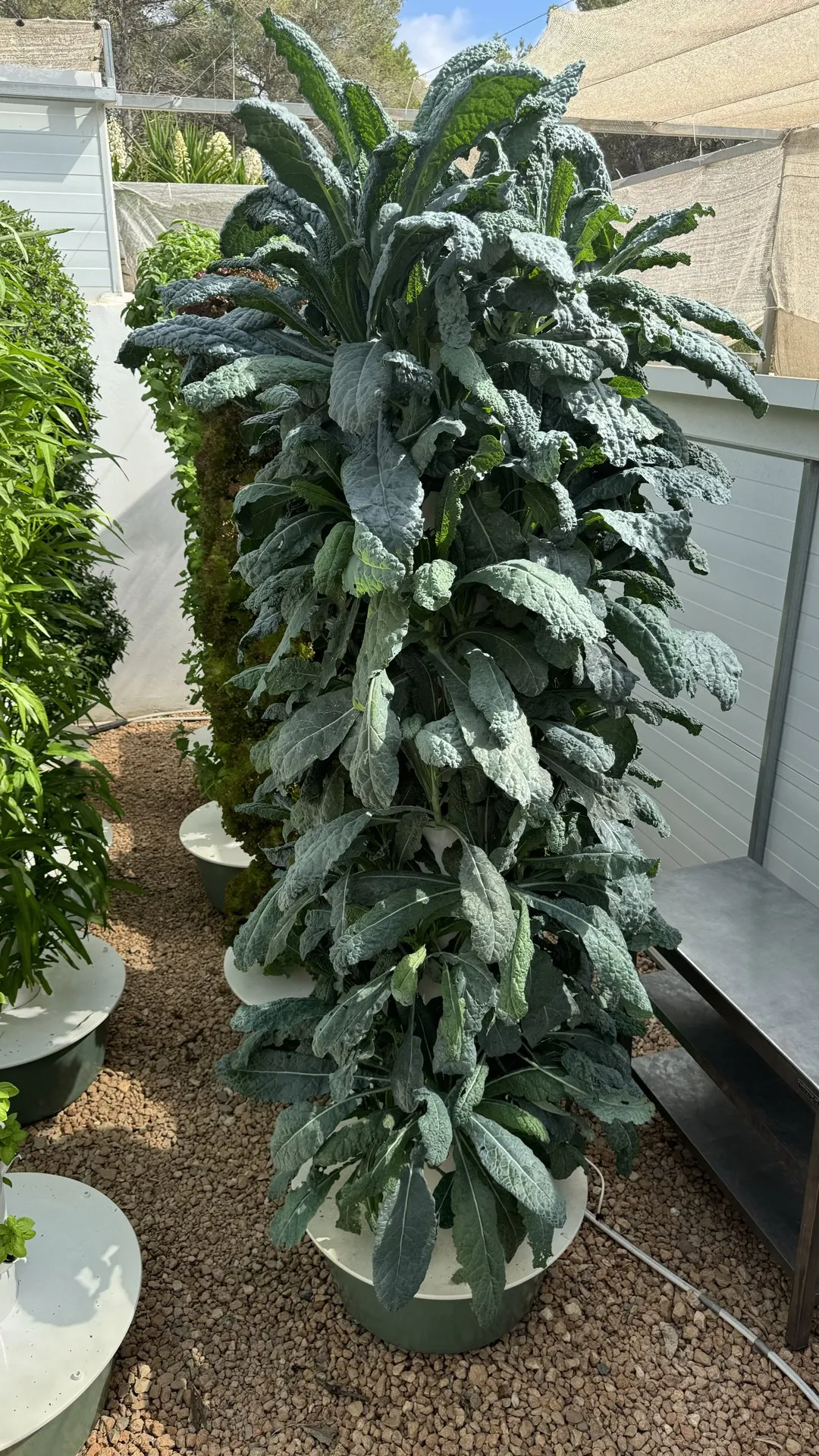toscano-kale-vertical-farming