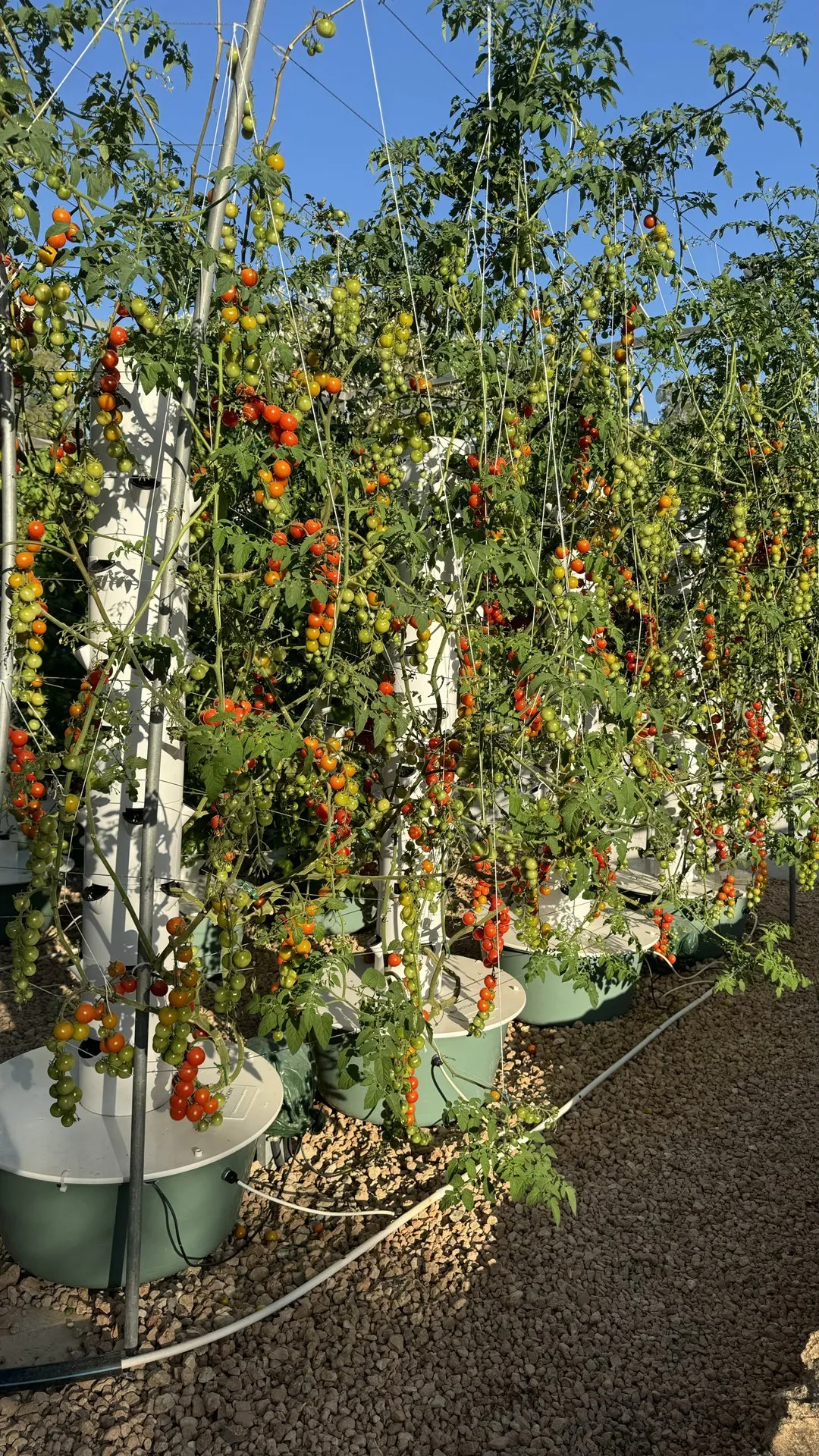 vertical-farming-tomatoes