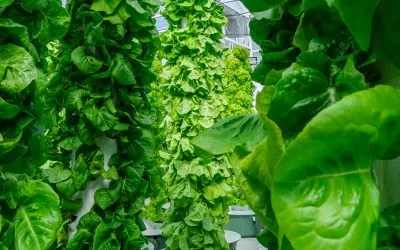 What Tower Garden size is right for my Tower Farm?