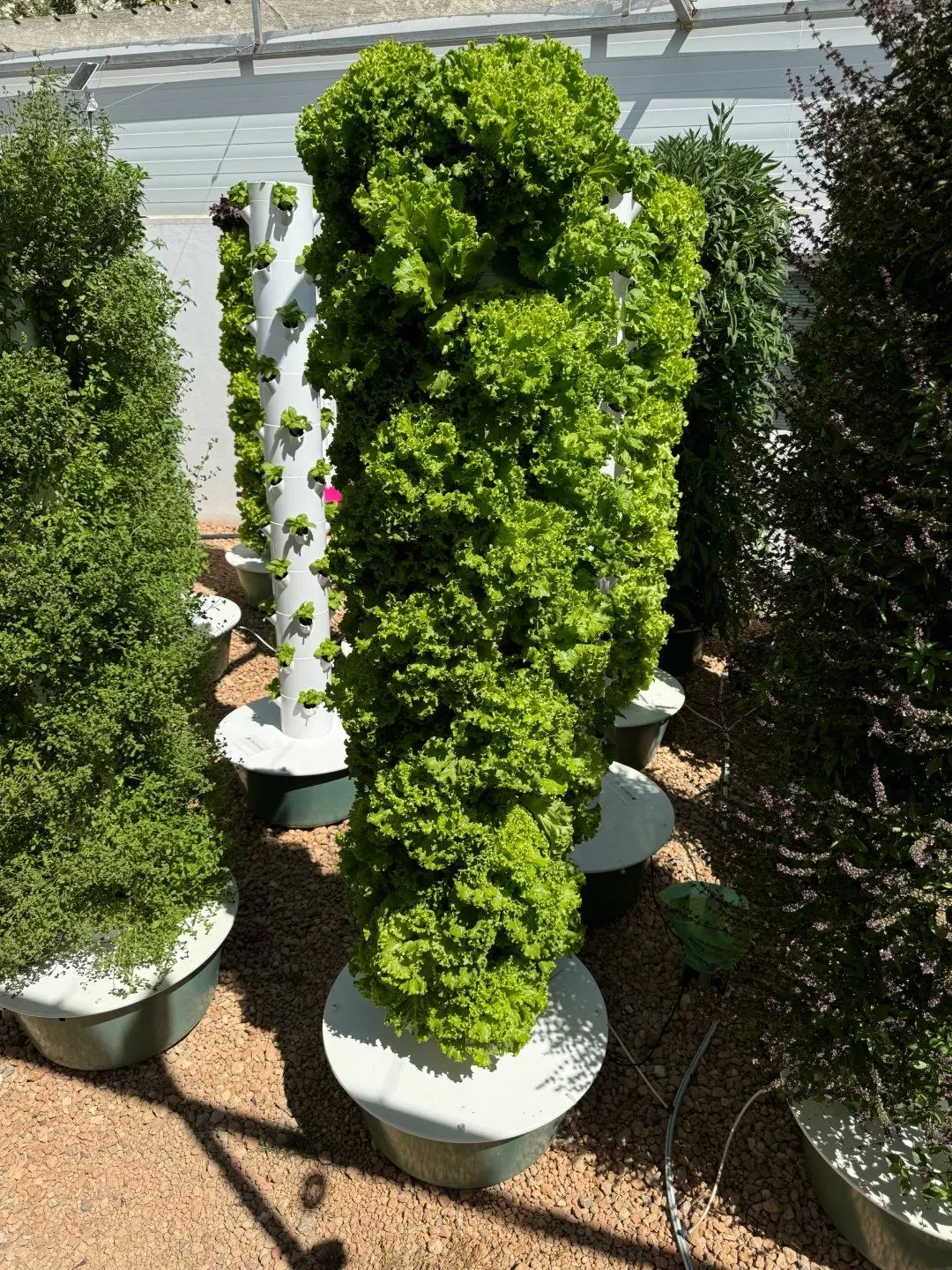 lettuce-farming-dosatron
