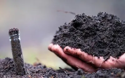 Soil Microbiomes Versus Gut Microbiomes