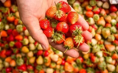 Growing Day-Neutral Strawberries Hydroponically