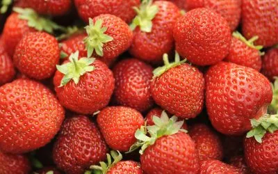 Growing June-Bearing Strawberries Hydroponically