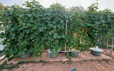 Mosaic Virus in Cucumbers, Squash, Melons, Tomatoes, Legumes, etc.