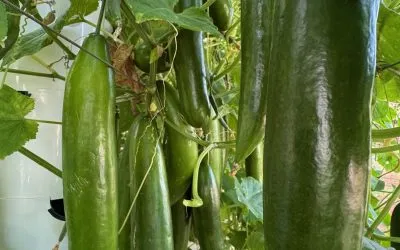 7 Types of Cucumbers You Can Grow in an Aeroponic Tower