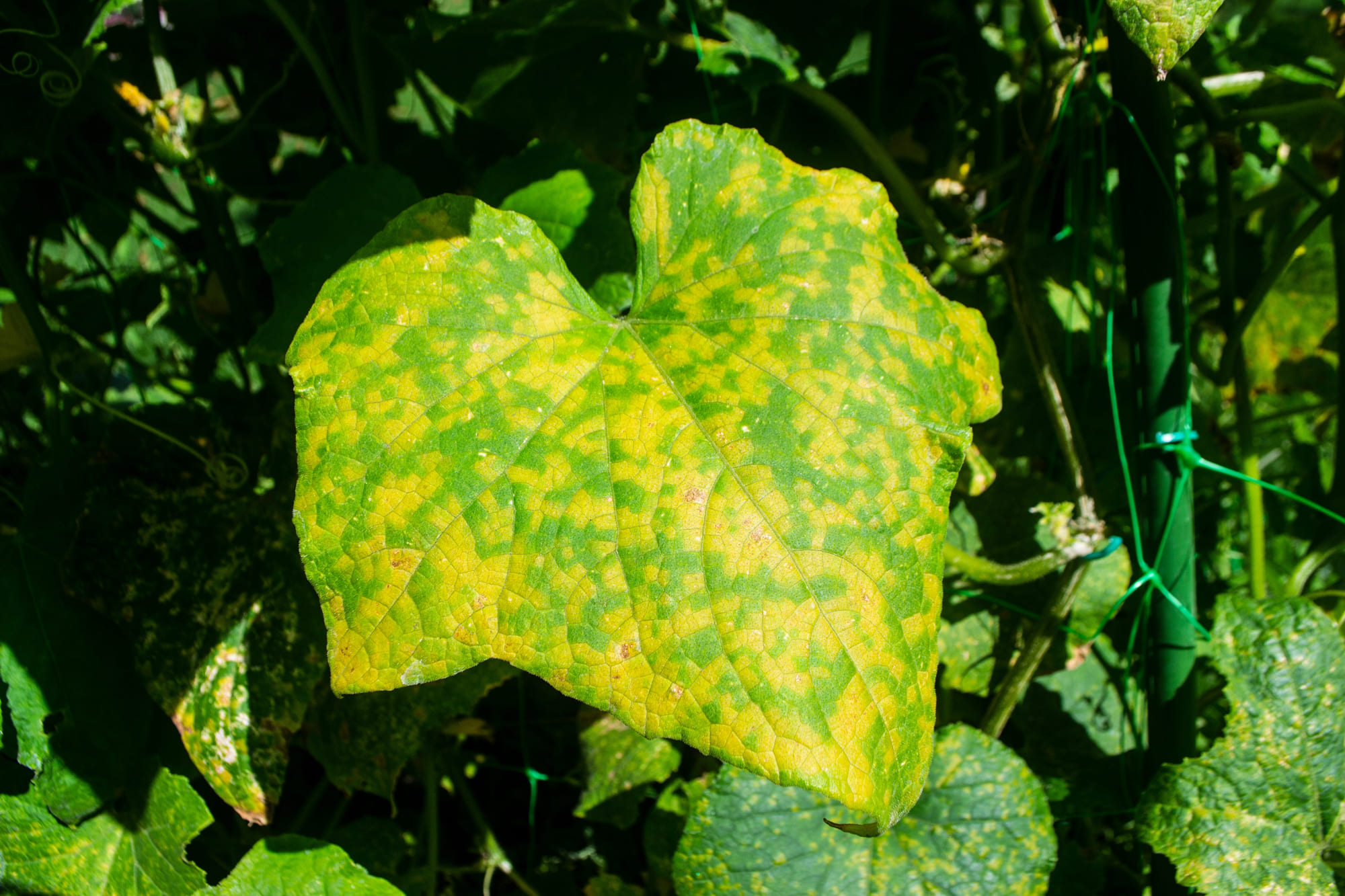 mosaic-virus
